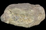 Huge, Hadrosaur Vertebrae - Aguja Formation, Texas #76735-1